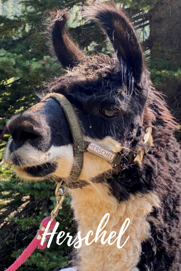 PACK LLAMAS YOU MAY HAVE MET ON THE TRAIL Wallowa Llamas Trek Eastern