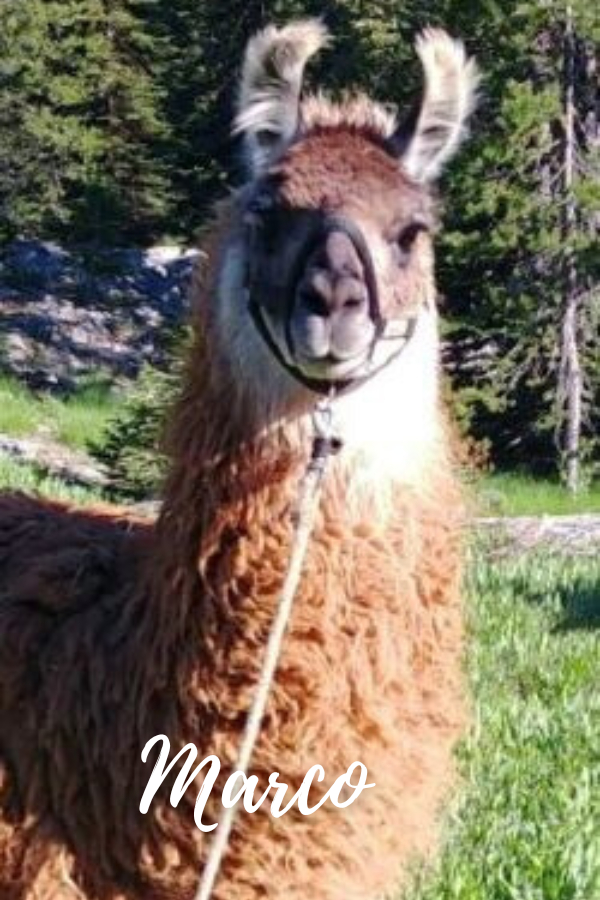 PACK LLAMAS YOU MAY HAVE MET ON THE TRAIL Wallowa Llamas Trek Eastern