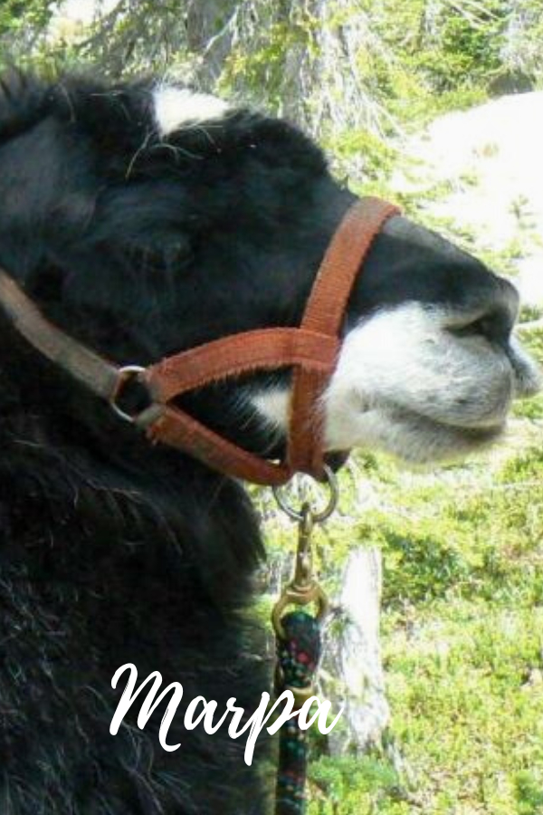 PACK LLAMAS YOU MAY HAVE MET ON THE TRAIL Wallowa Llamas Trek Eastern