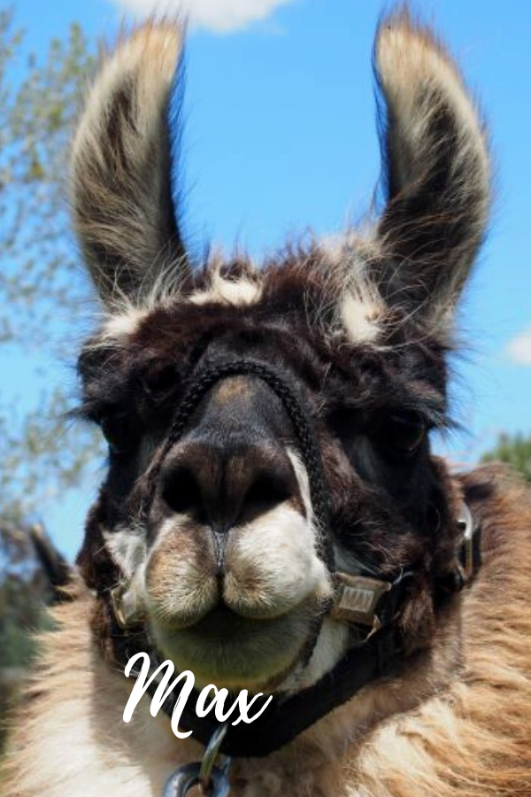 PACK LLAMAS YOU MAY HAVE MET ON THE TRAIL Wallowa Llamas Trek Eastern