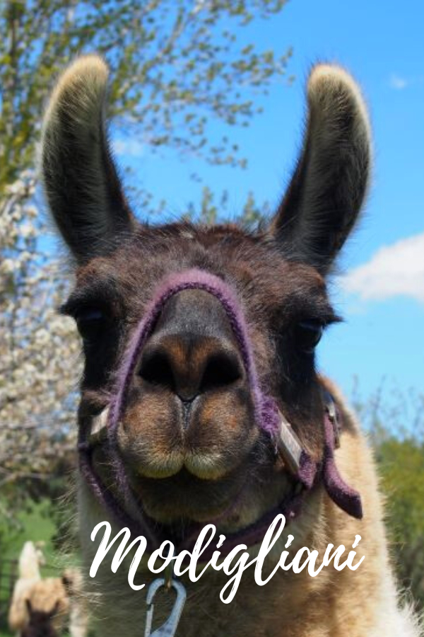 PACK LLAMAS YOU MAY HAVE MET ON THE TRAIL Wallowa Llamas Trek Eastern