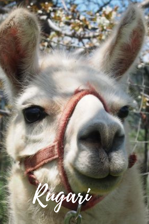 PACK LLAMAS YOU MAY HAVE MET ON THE TRAIL Wallowa Llamas Trek Eastern