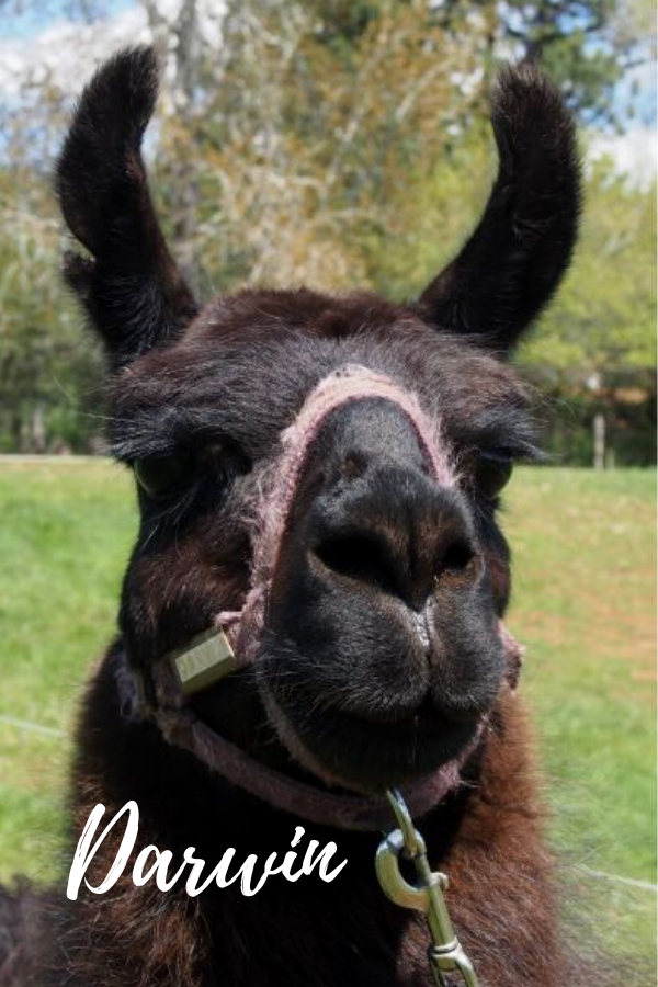 PACK LLAMAS YOU MAY HAVE MET ON THE TRAIL Wallowa Llamas Trek Eastern
