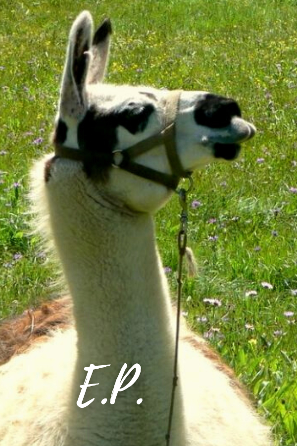 PACK LLAMAS YOU MAY HAVE MET ON THE TRAIL Wallowa Llamas Trek Eastern