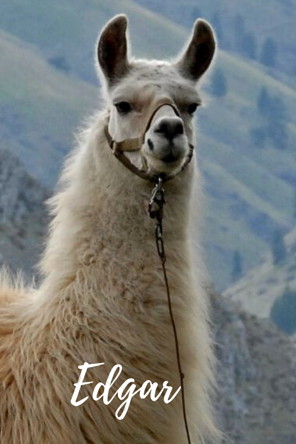 PACK LLAMAS YOU MAY HAVE MET ON THE TRAIL Wallowa Llamas Trek Eastern