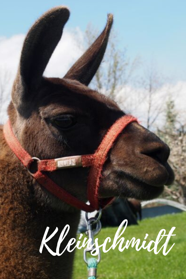 PACK LLAMAS YOU MAY HAVE MET ON THE TRAIL Wallowa Llamas Trek Eastern