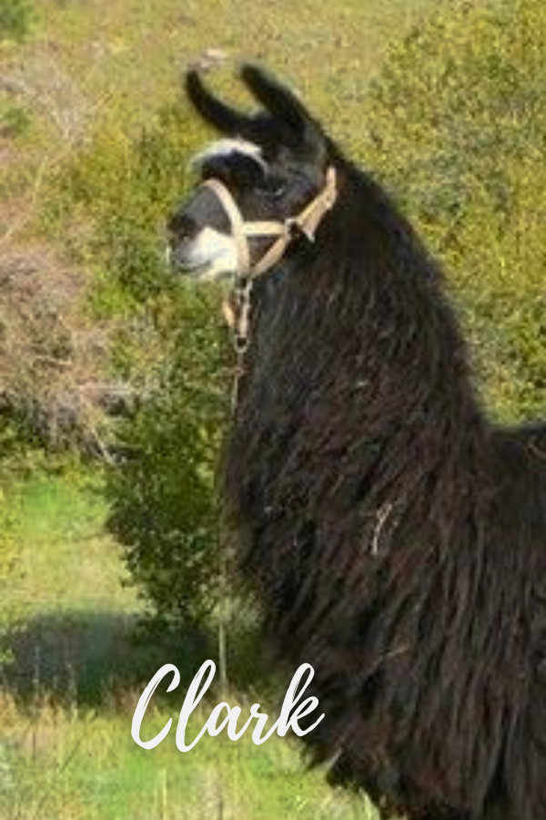 PACK LLAMAS YOU MAY HAVE MET ON THE TRAIL Wallowa Llamas Trek Eastern