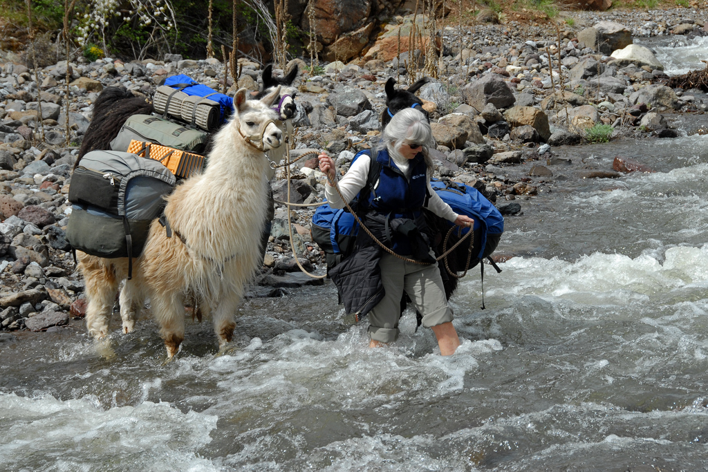 SPRING CREEK OF HELLS CANYON Wallowa Llamas Trek Eastern Oregon