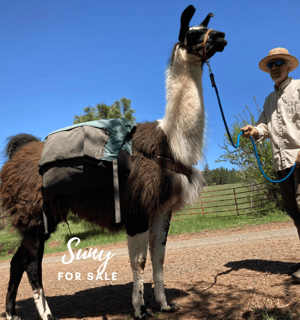PACK LLAMAS FOR SALE Wallowa Llamas Trek Eastern Oregon