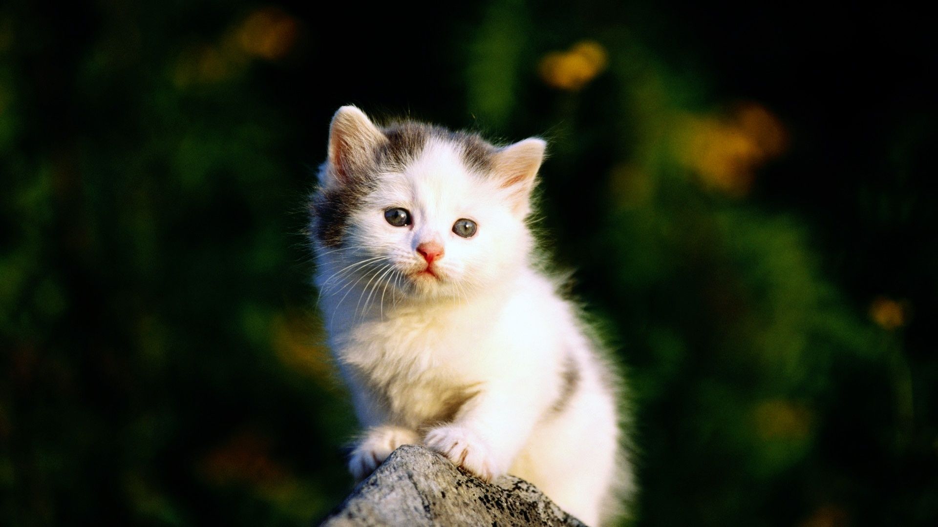 Sweet Cat HD Wallpapers Daily Backgrounds in HD