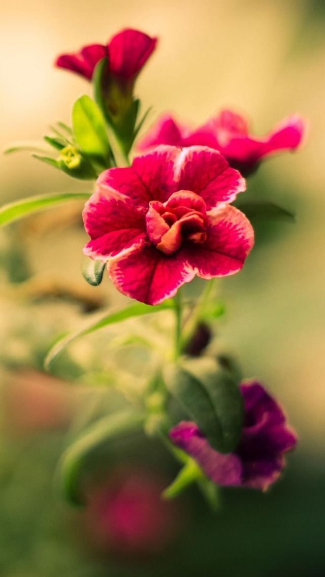 Red Flower Wallpaper For Iphone