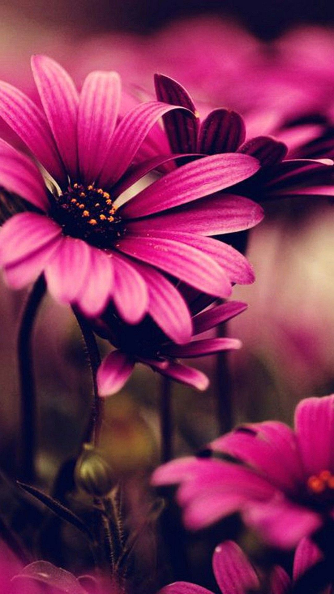 Wallpaper Iphone 6 Plus Pink Flower 5 5 Inches 1080 x 1920