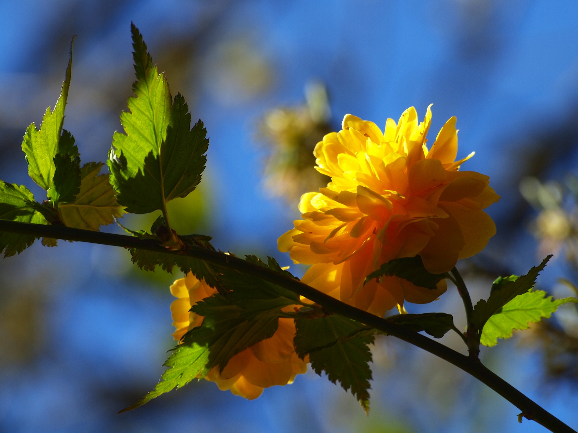 Yellow Rare Flower HD wallpaper