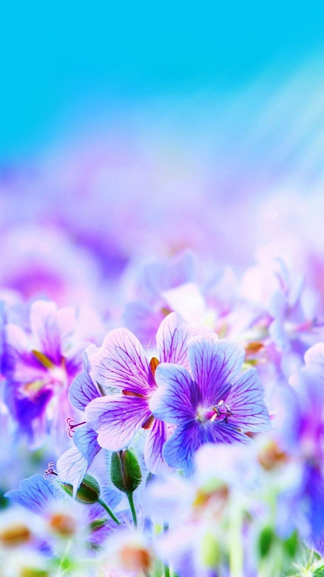 Flower Mobile Backgrounds