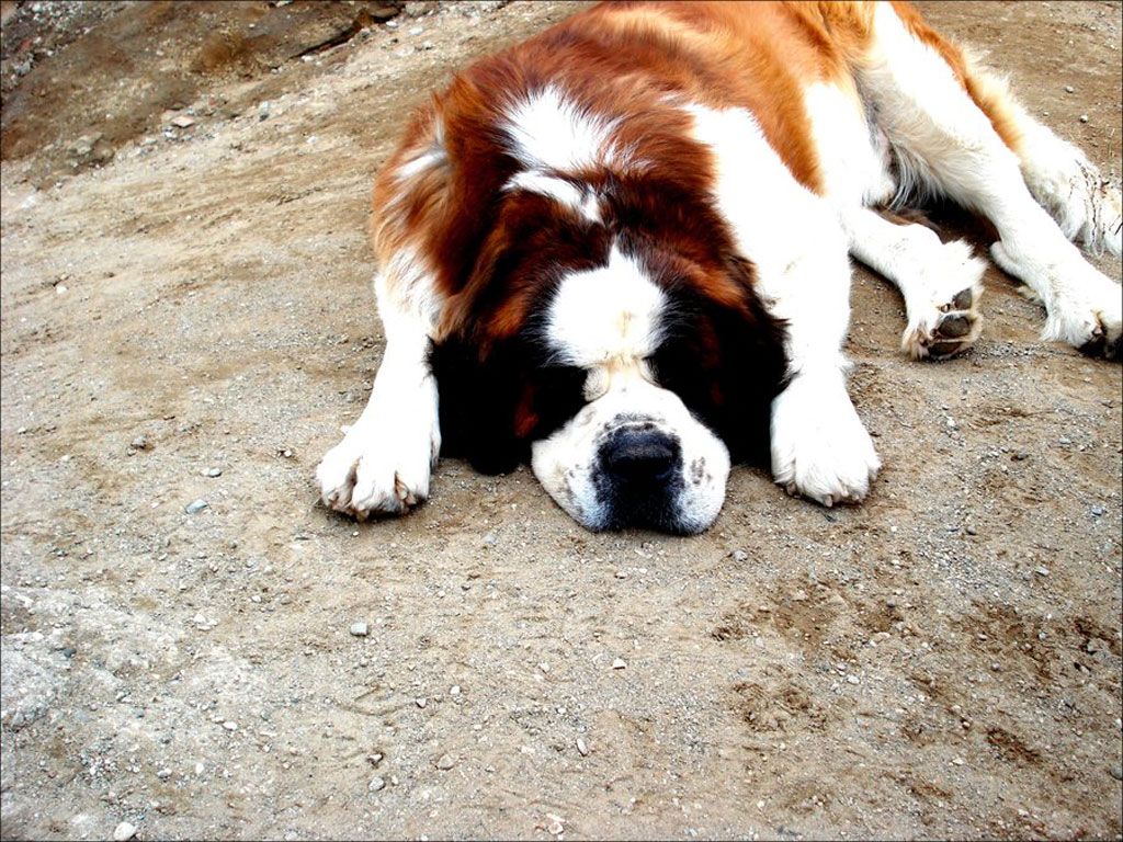 saint_bernard_sleeping_outdoor_wallpaper.jpg