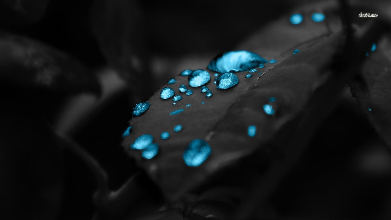 Blue water drops on a dark leaf wallpaper Digital Art wallpapers