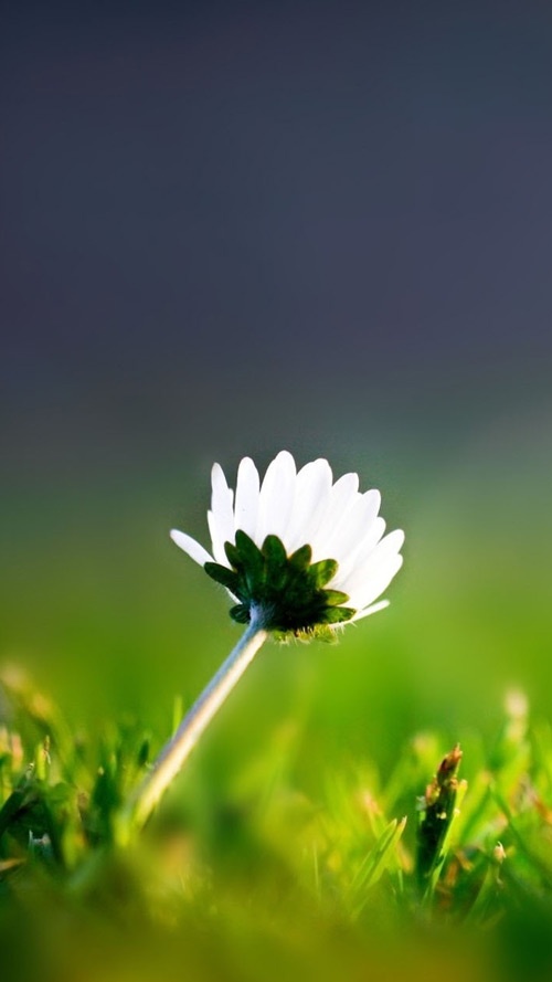 Lone Flower Samsung Galaxy S3 Wallpaper Wallpapers Pinterest