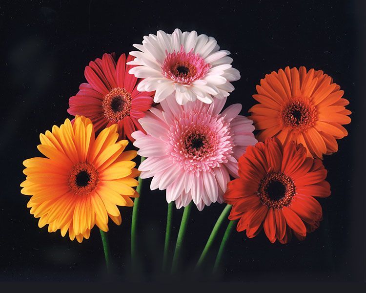 Gerbera Daisy Flowers Flower Meanings, Pictures and Photos