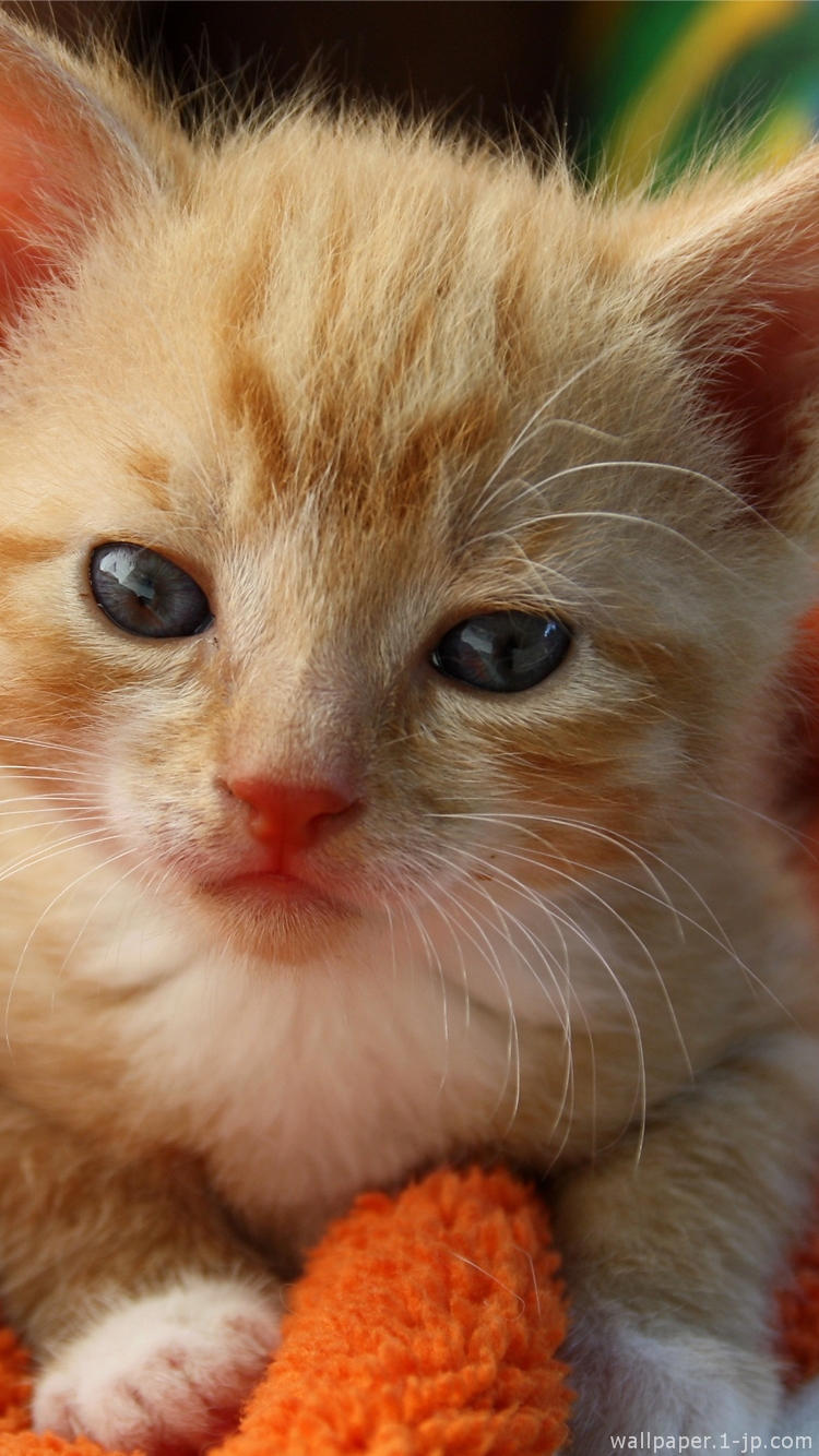 かあいいちゃん!! YouTube 子猫 待ち受け 726711待ち受け かわいい 子猫