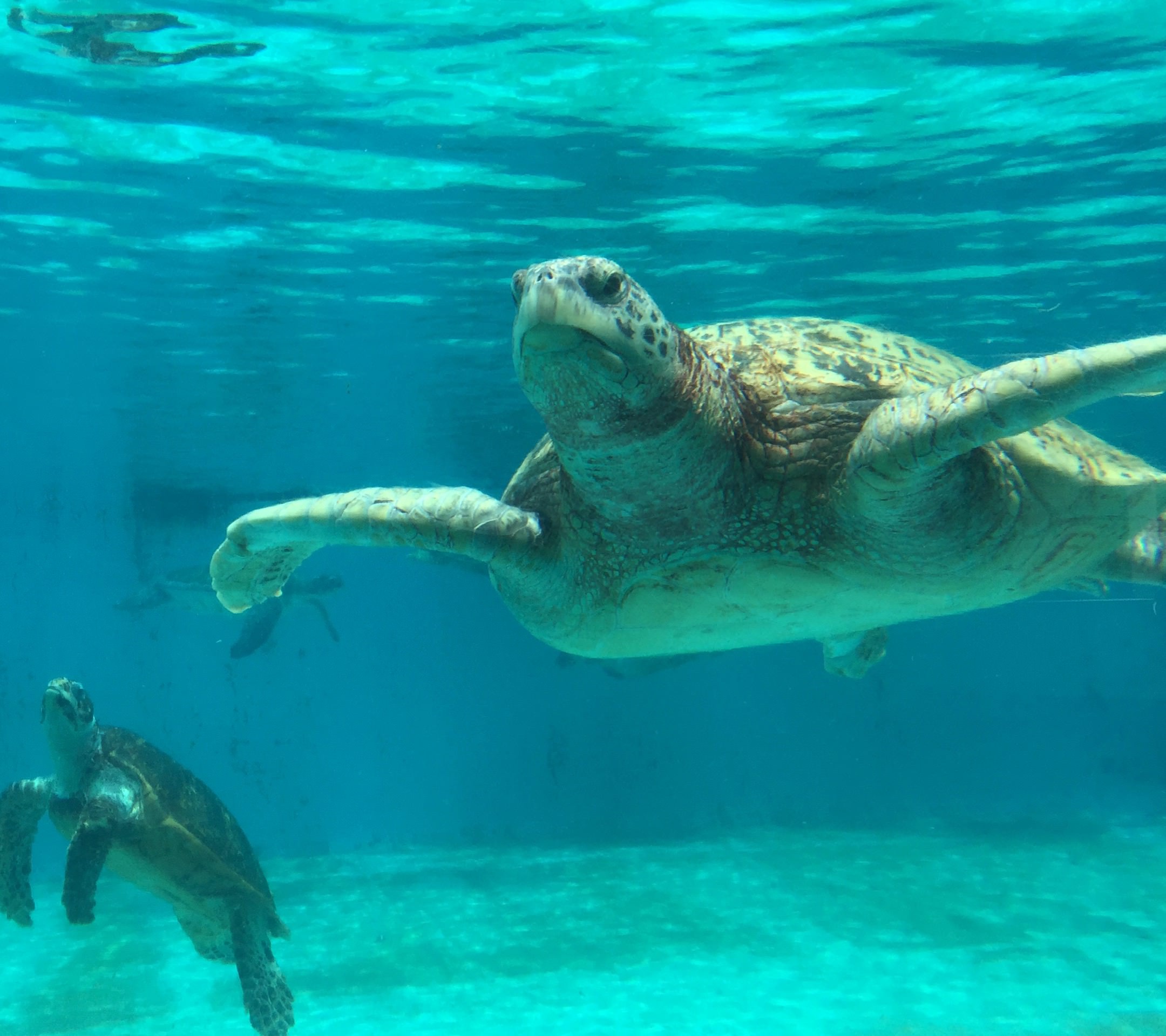 Animal sea turtle blue wallpaper.sc SmartPhone