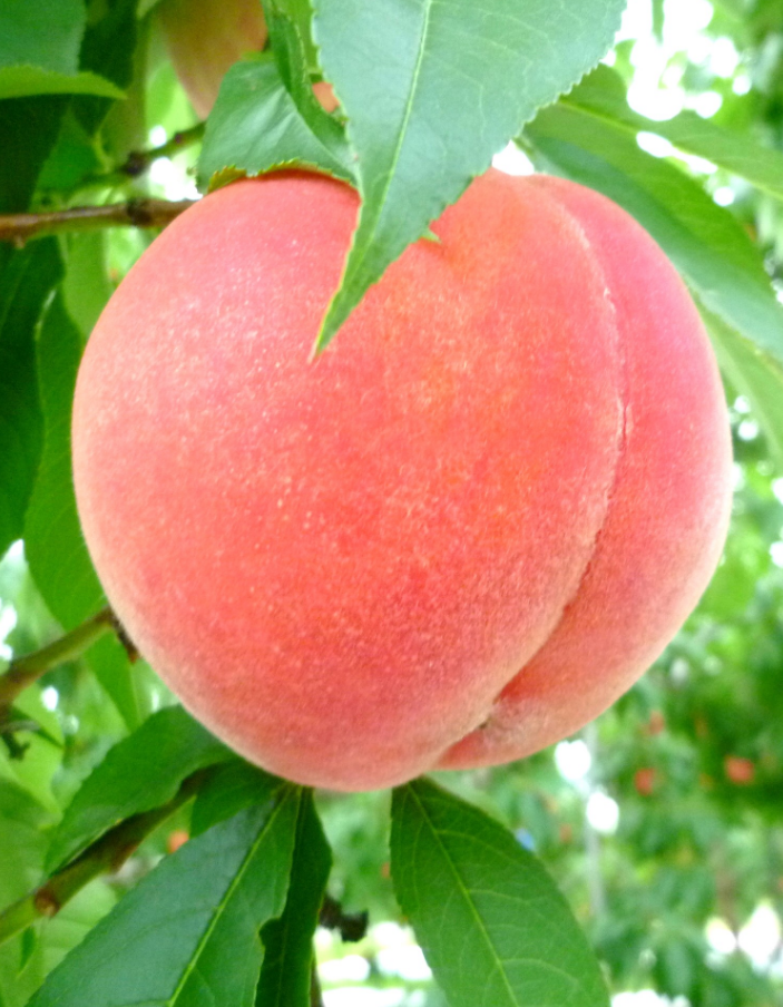 驚くばかり待ち受け Iphone 桃 の 花 最高の引用コレクション