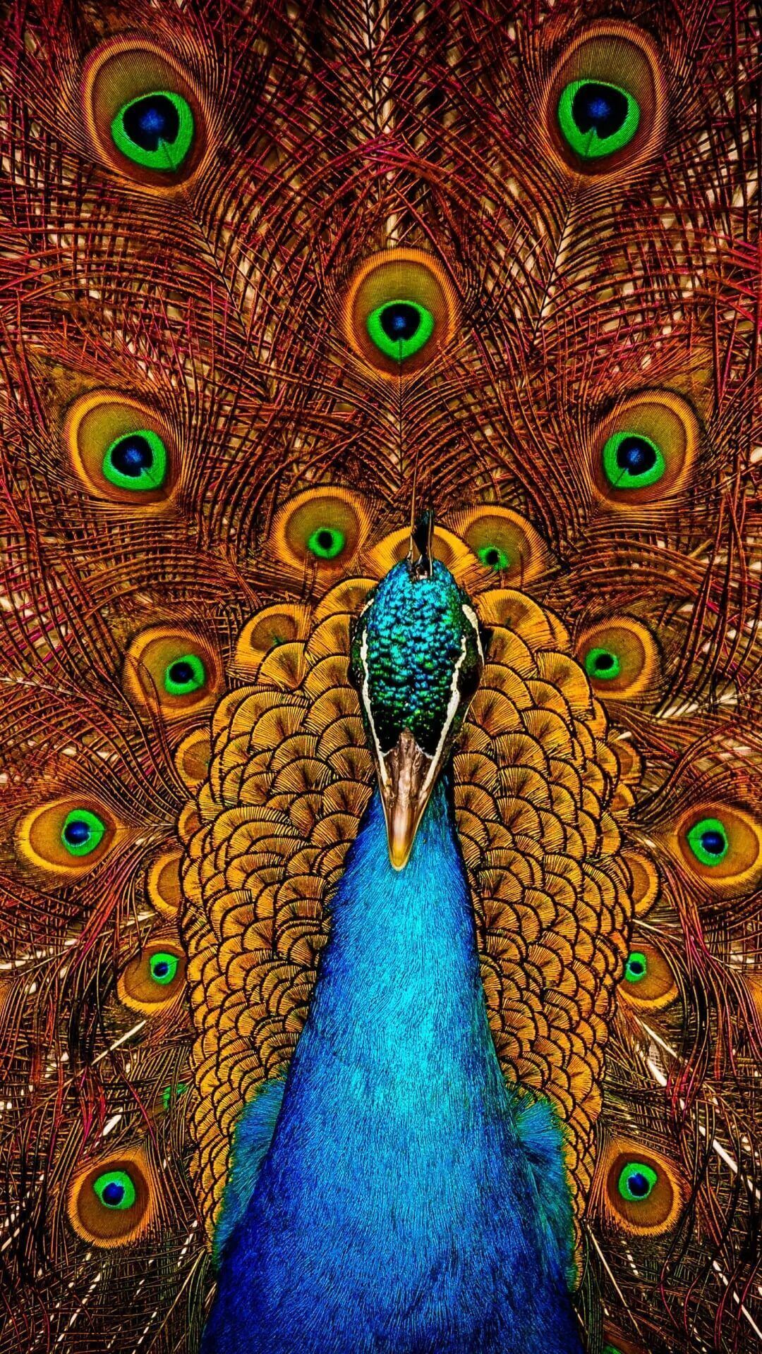 Peacock Painting Wallpapers Top Free Peacock Painting Backgrounds