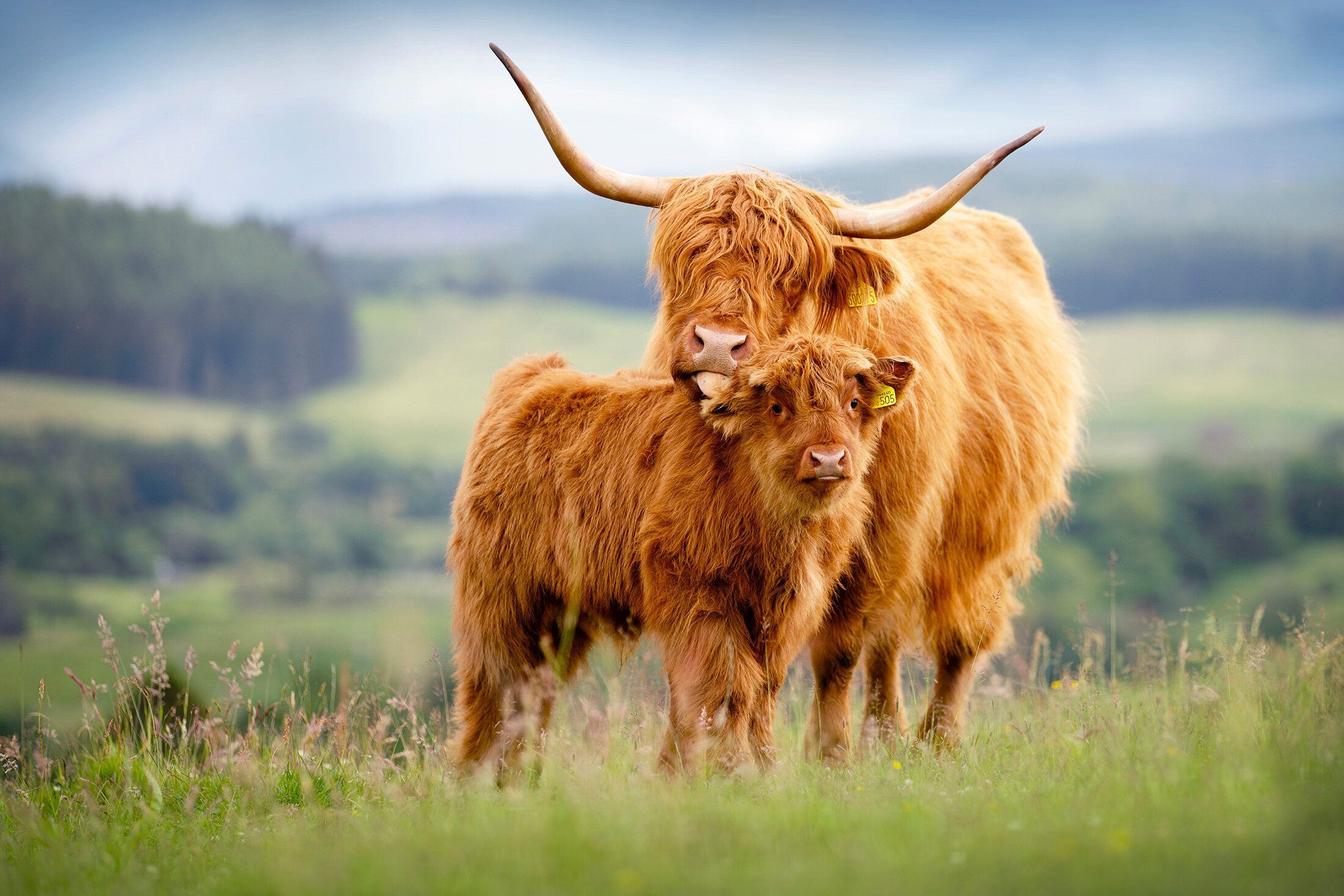 Highland Cattle Wallpapers - Top Free Highland Cattle Backgrounds