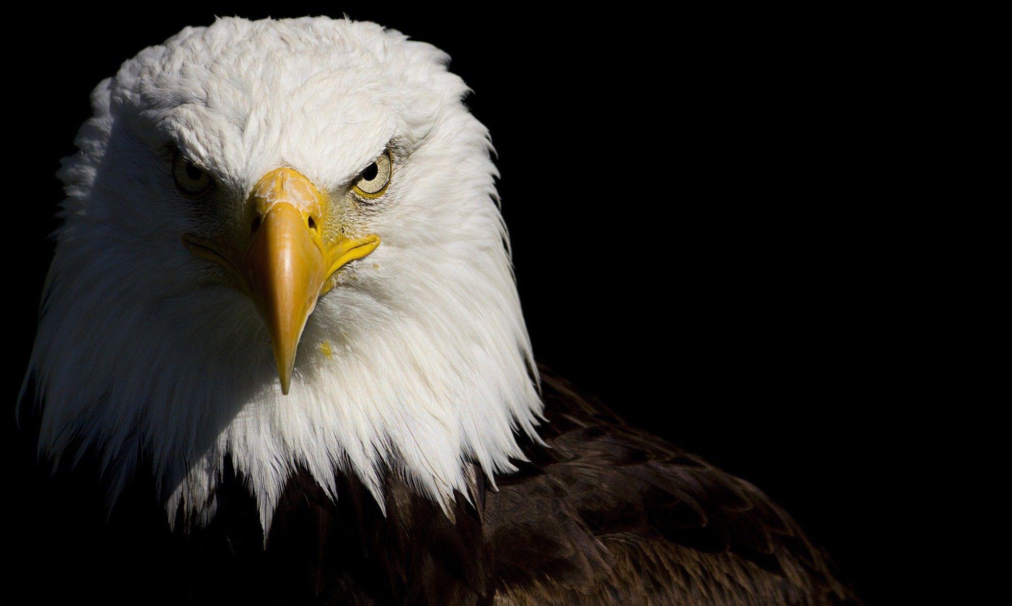 Black Eagle HD Wallpapers Top Free Black Eagle HD Backgrounds