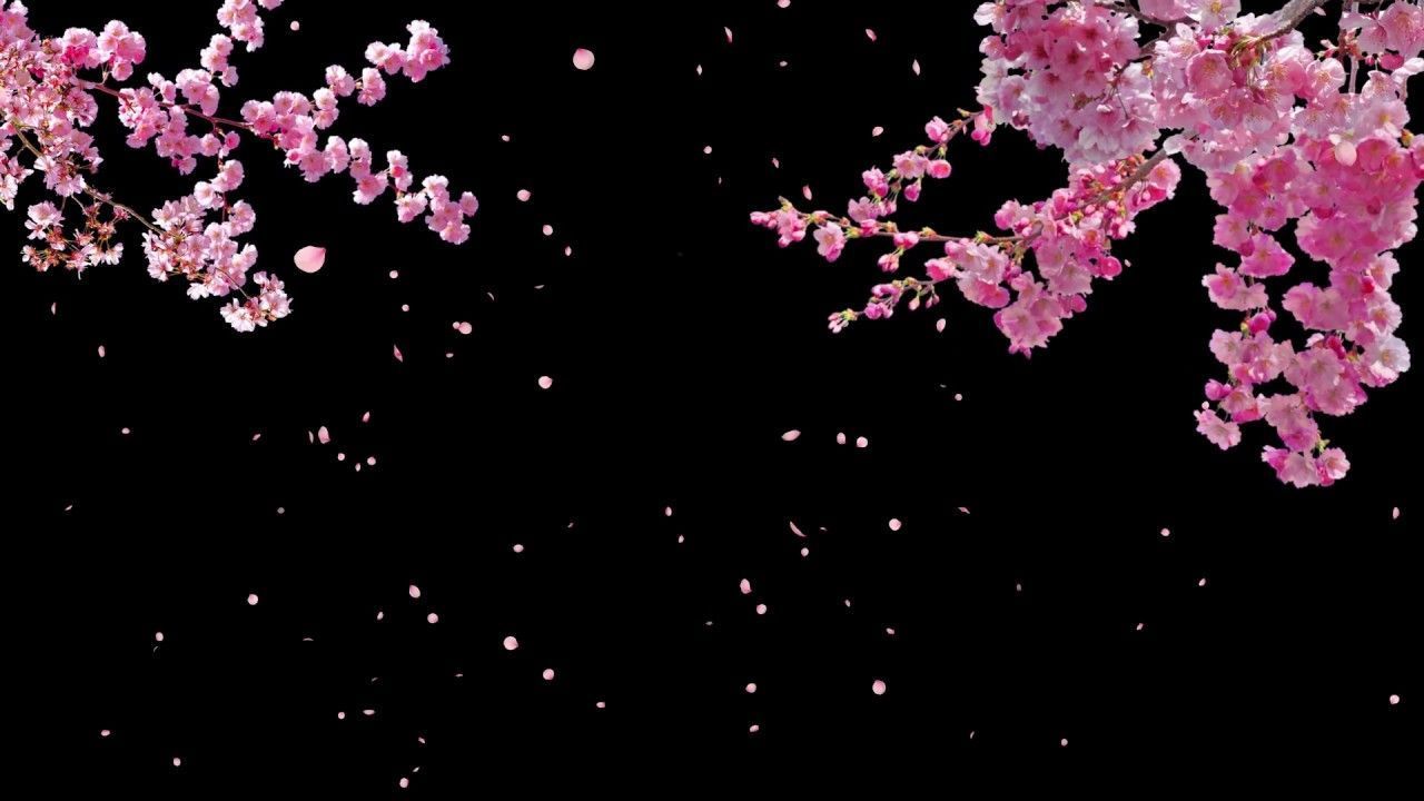 Black Sakura Wallpapers Top Free Black Sakura Backgrounds
