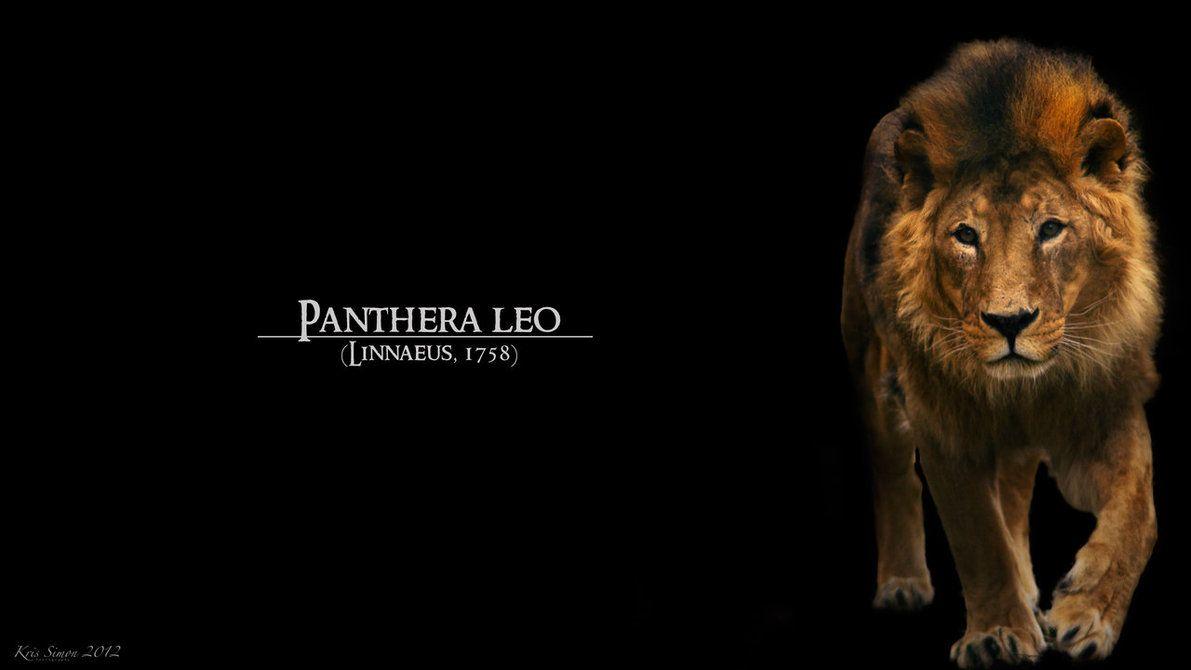 Epic Lion Wallpapers Top Free Epic Lion Backgrounds WallpaperAccess