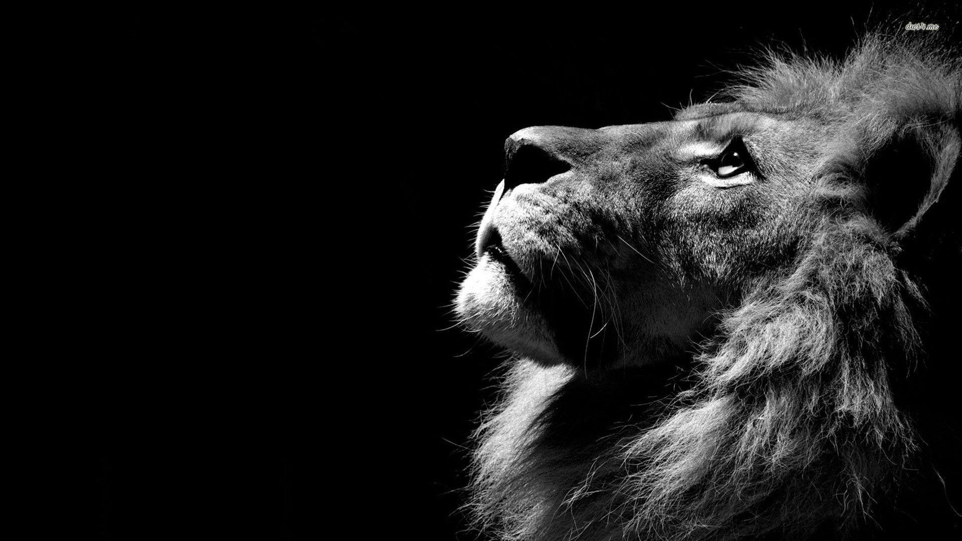 Epic Lion Wallpapers Top Free Epic Lion Backgrounds WallpaperAccess