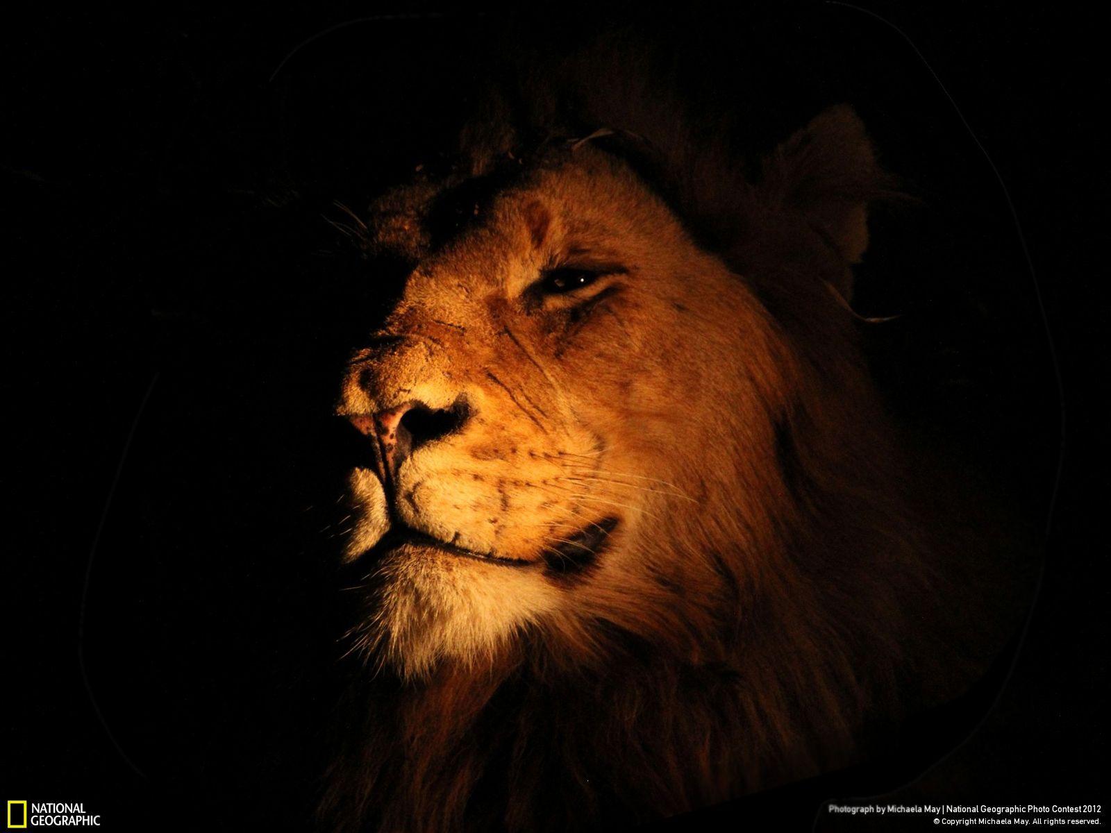Epic Lion Wallpapers Top Free Epic Lion Backgrounds WallpaperAccess