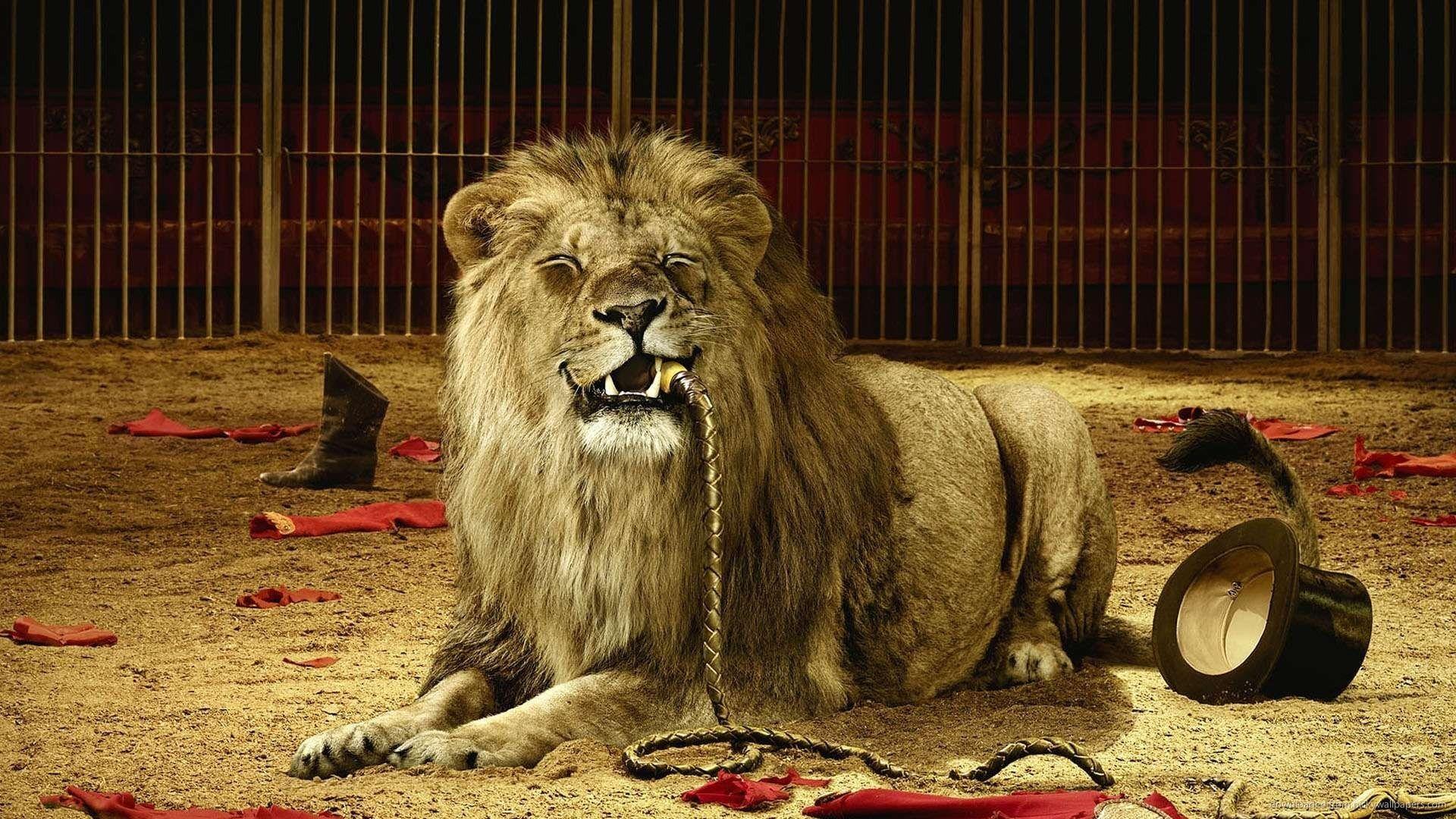 Epic Lion Wallpapers Top Free Epic Lion Backgrounds WallpaperAccess