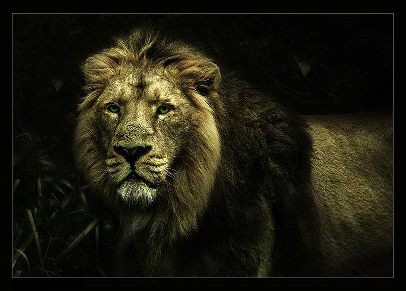 Epic Lion Wallpapers Top Free Epic Lion Backgrounds WallpaperAccess