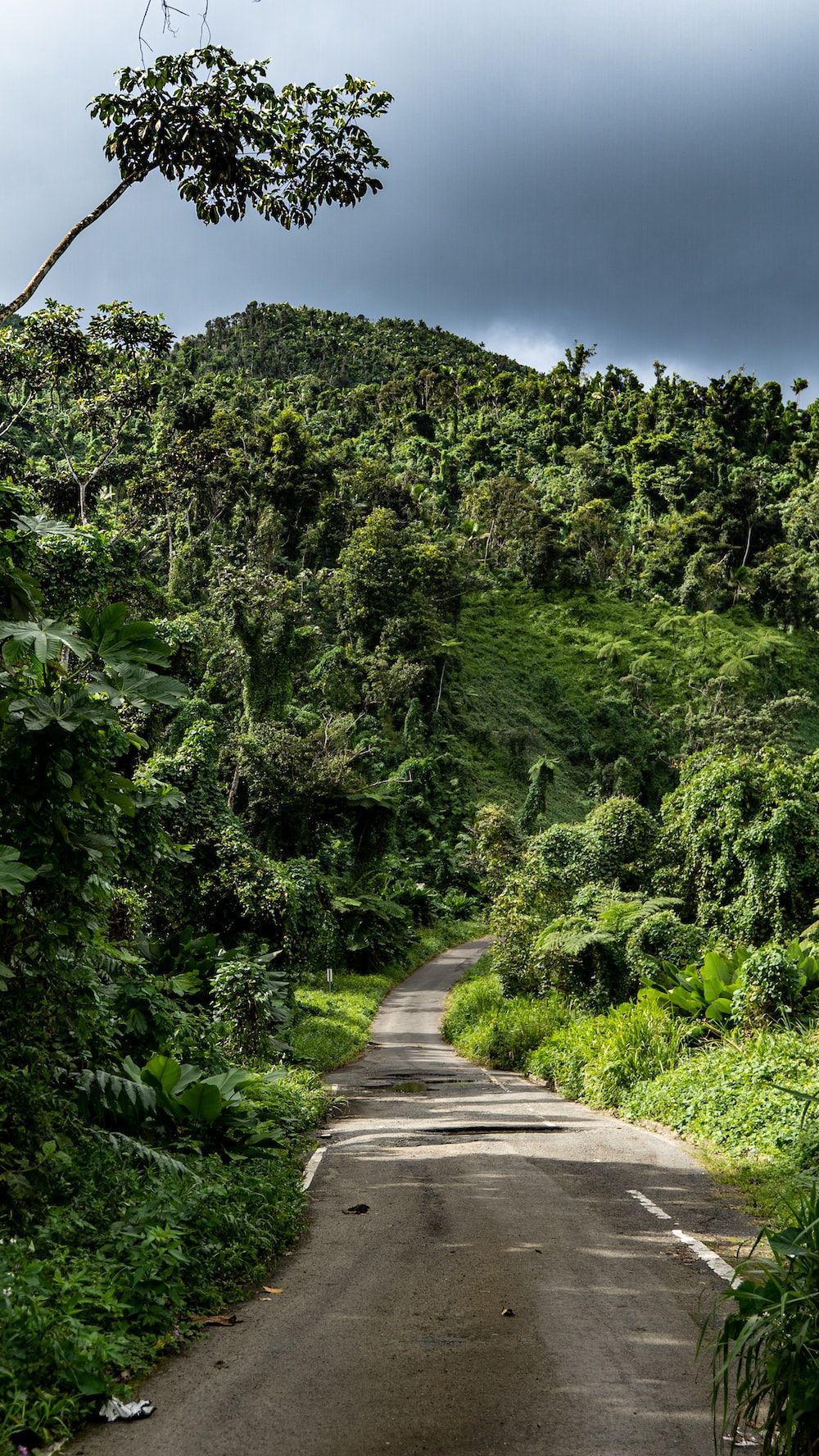 Jungle Road Wallpapers Top Free Jungle Road Backgrounds WallpaperAccess