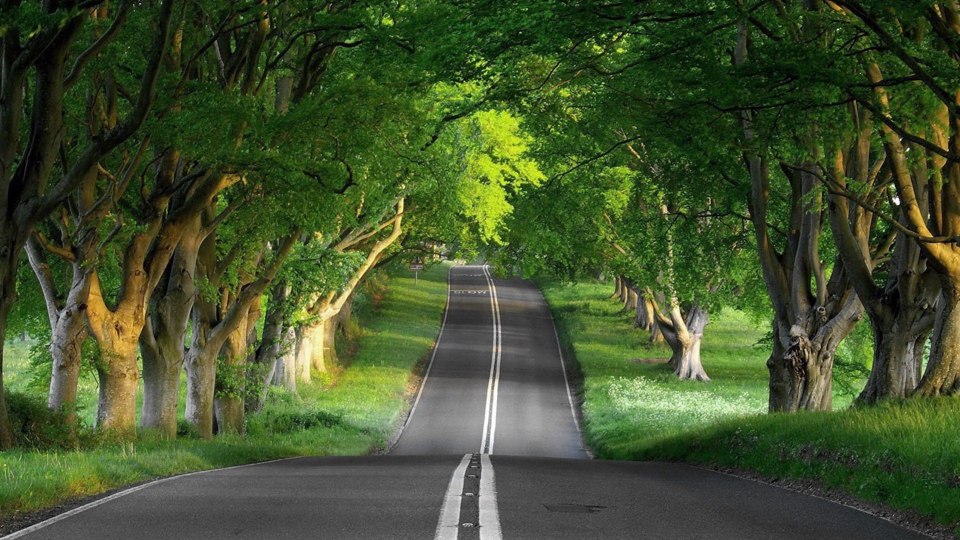 Jungle Road Wallpapers Top Free Jungle Road Backgrounds WallpaperAccess