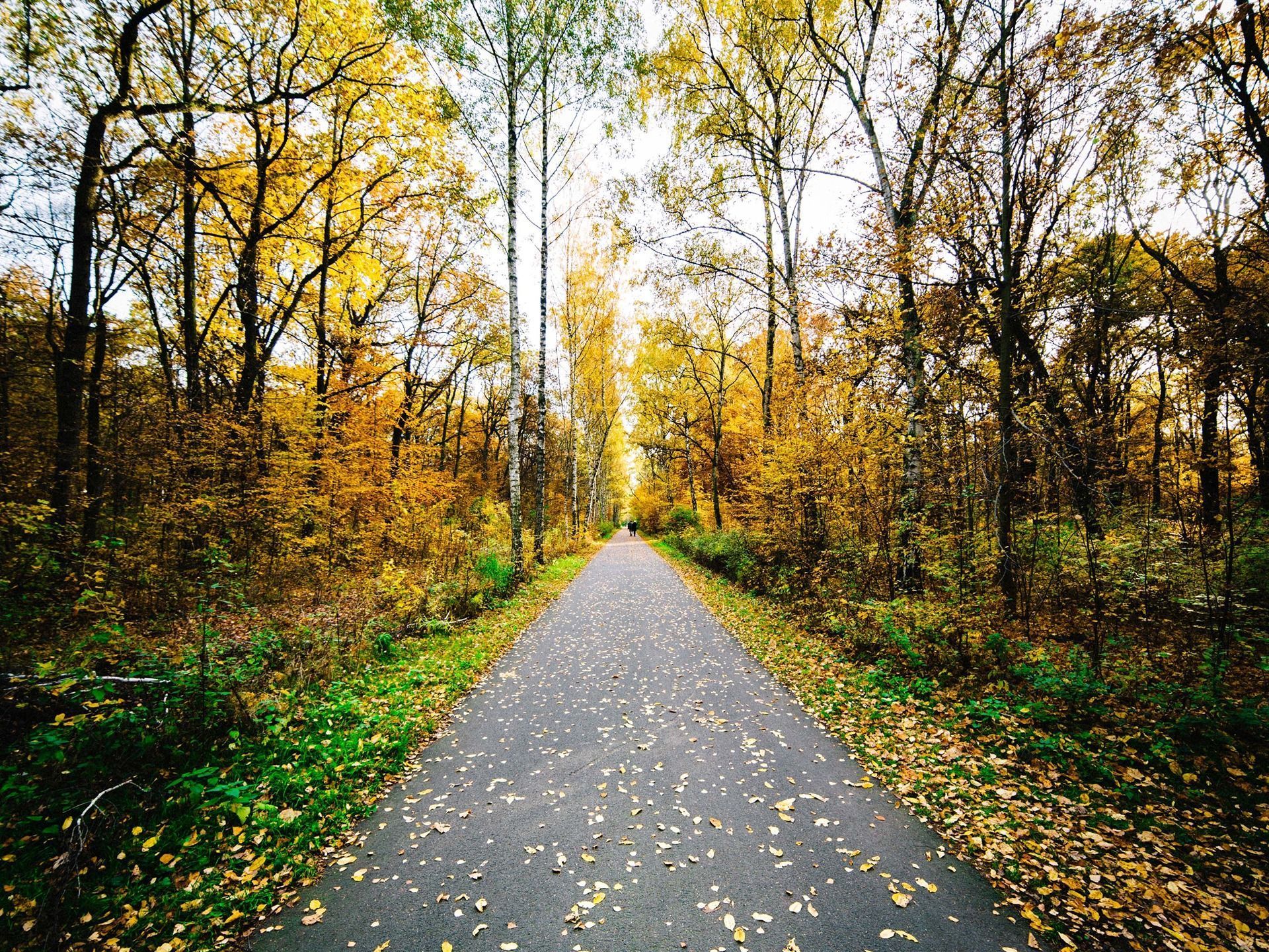 Jungle Road Wallpapers Top Free Jungle Road Backgrounds WallpaperAccess