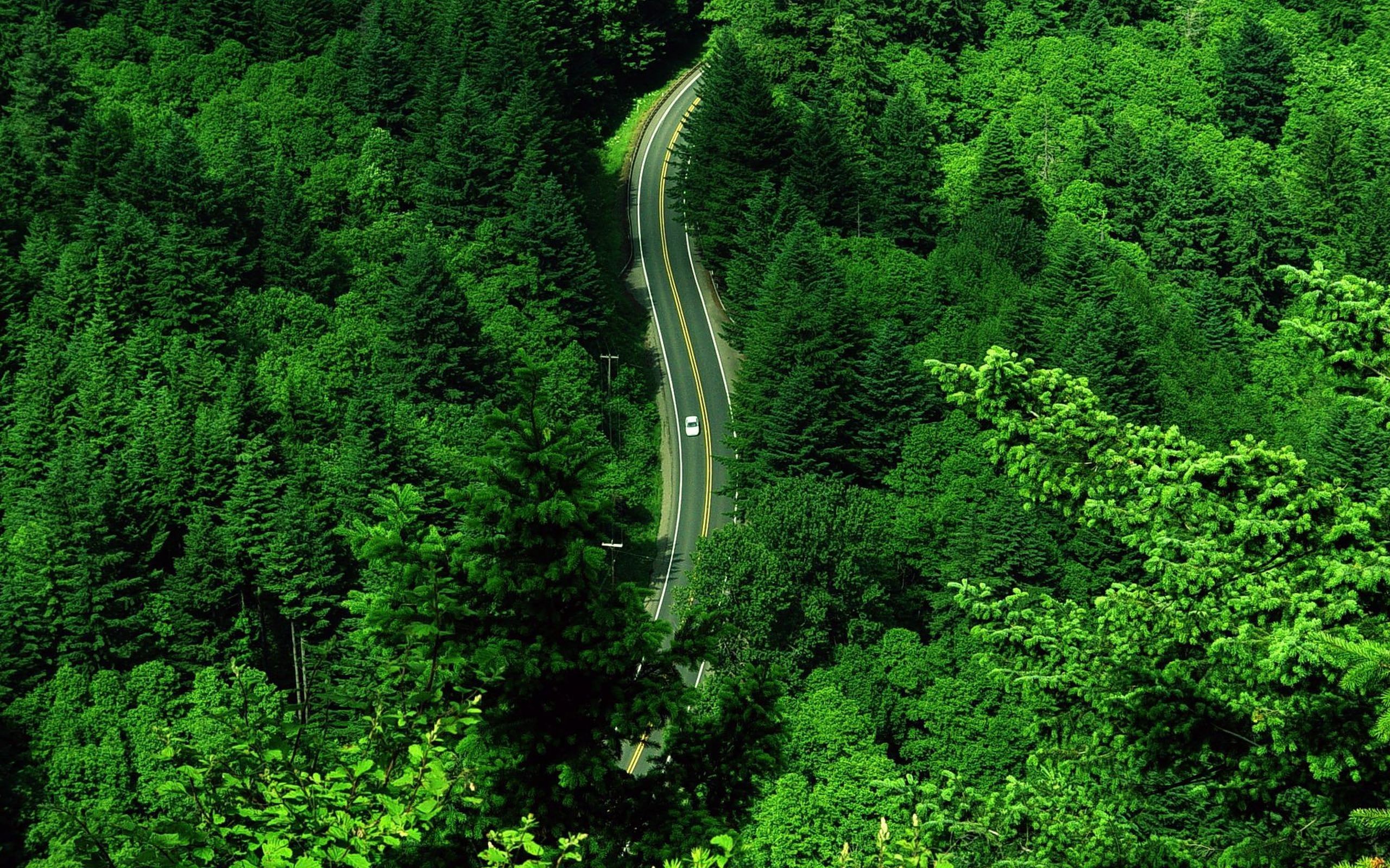 Jungle Road Wallpapers Top Free Jungle Road Backgrounds WallpaperAccess