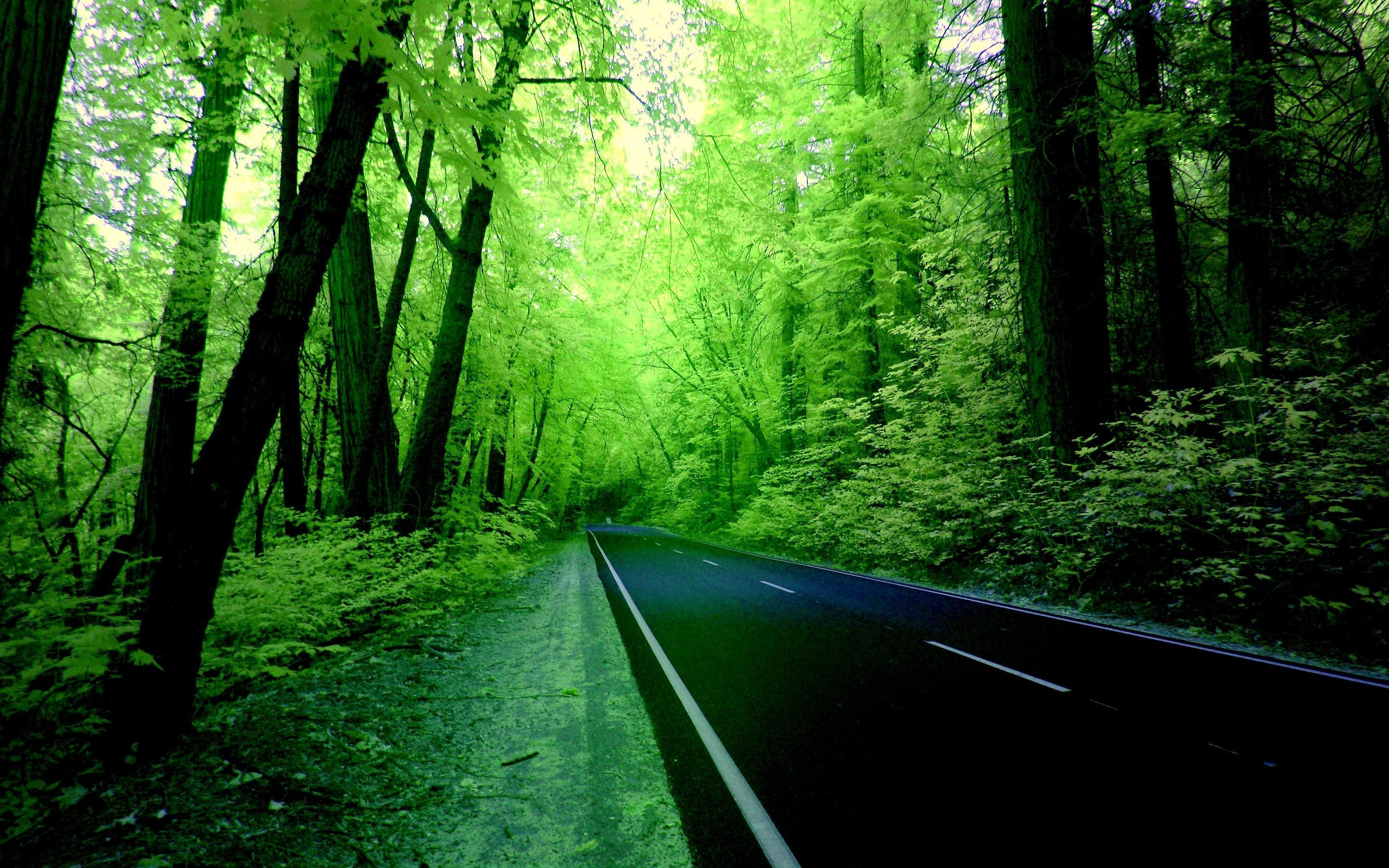 Jungle Road Wallpapers Top Free Jungle Road Backgrounds WallpaperAccess