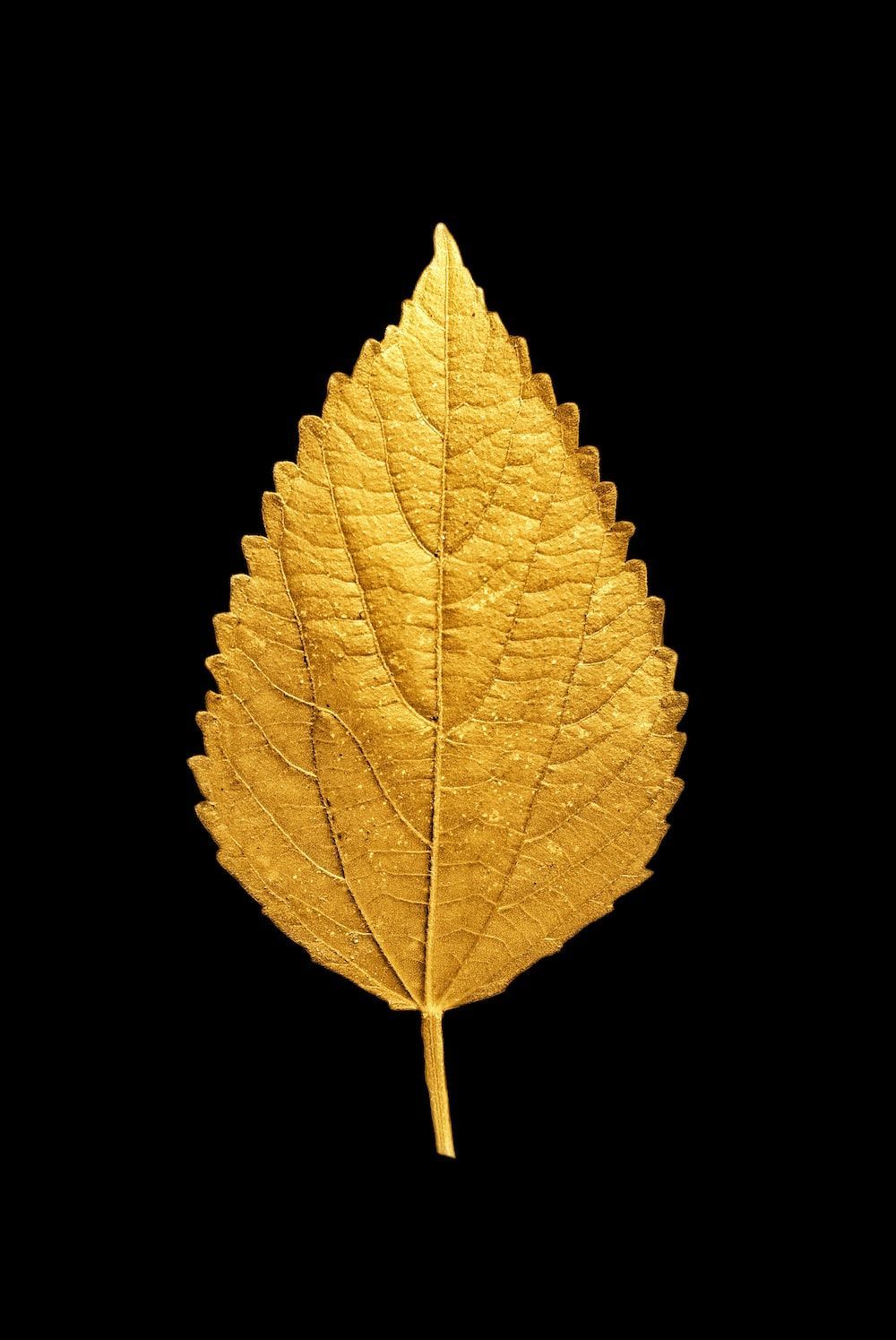 Golden Leaves Wallpapers Top Free Golden Leaves Backgrounds