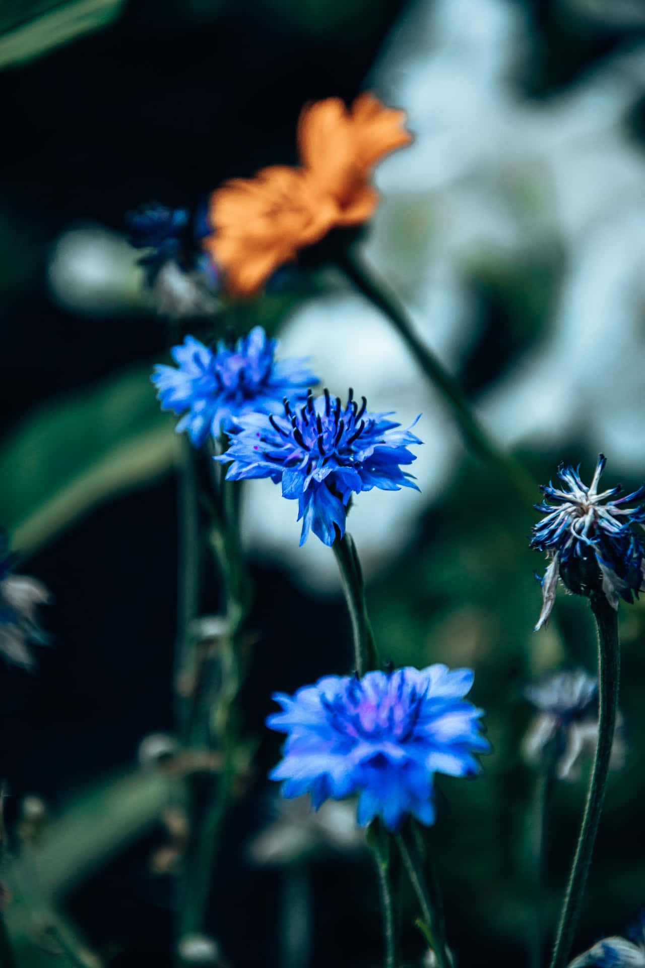 Cornflower Wallpapers Top Free Cornflower Backgrounds WallpaperAccess