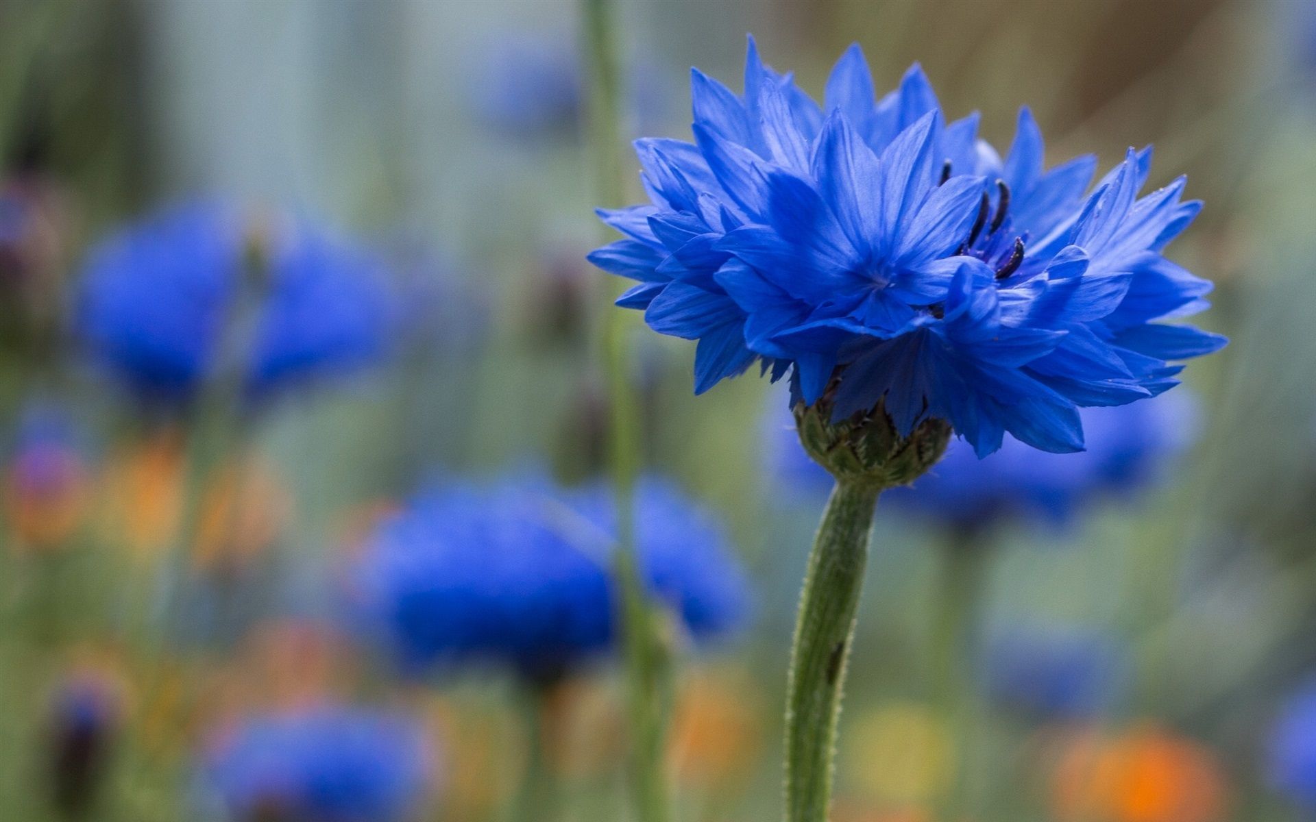 Cornflower Wallpapers Top Free Cornflower Backgrounds WallpaperAccess