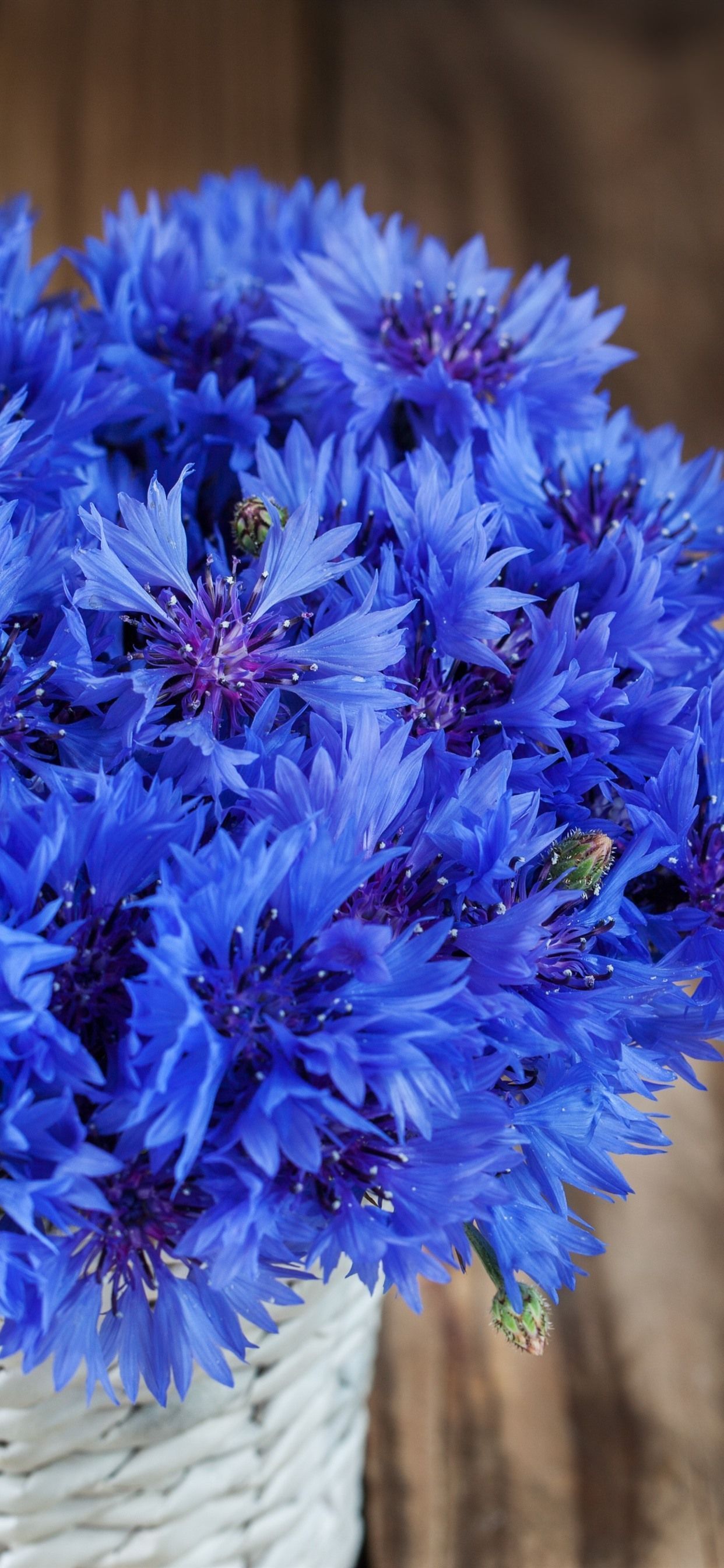 Cornflower Wallpapers Top Free Cornflower Backgrounds WallpaperAccess