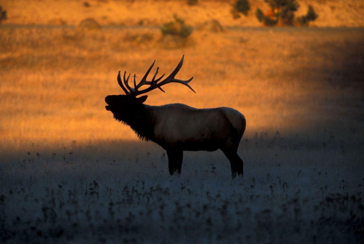 Bull Elk Wallpapers Top Free Bull Elk Backgrounds WallpaperAccess