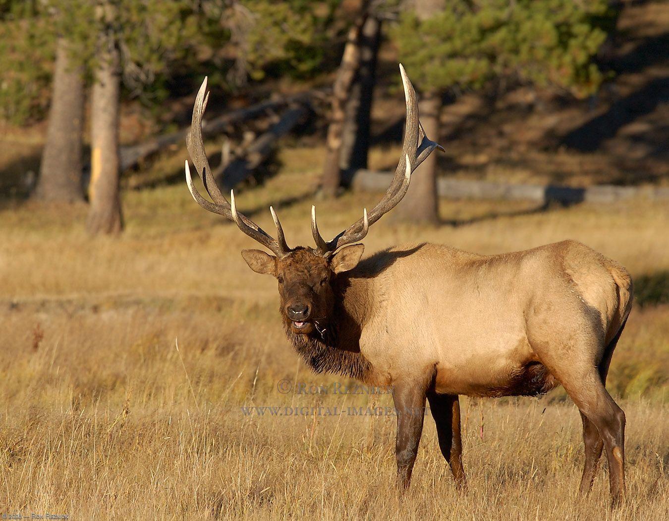 Bull Elk Wallpapers Top Free Bull Elk Backgrounds WallpaperAccess