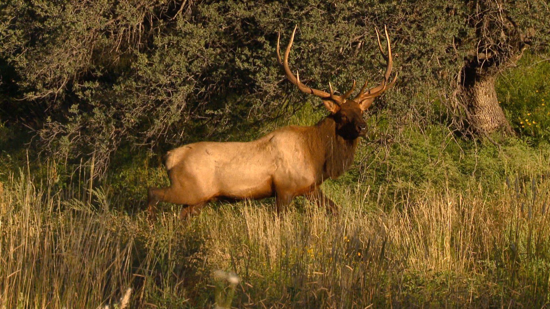 Bull Elk Wallpapers Top Free Bull Elk Backgrounds WallpaperAccess