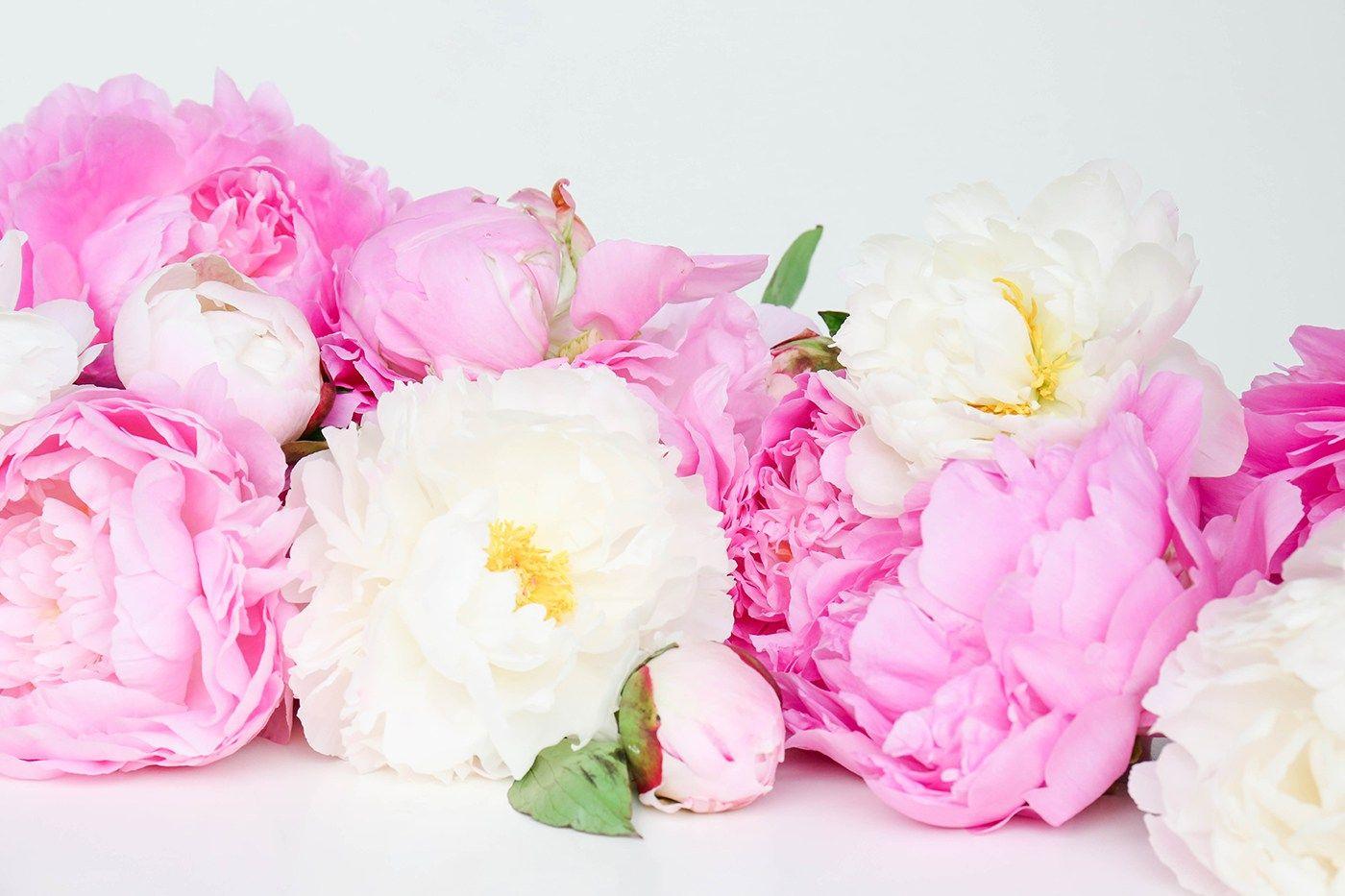 Peony Wallpapers Top Free Peony Backgrounds WallpaperAccess