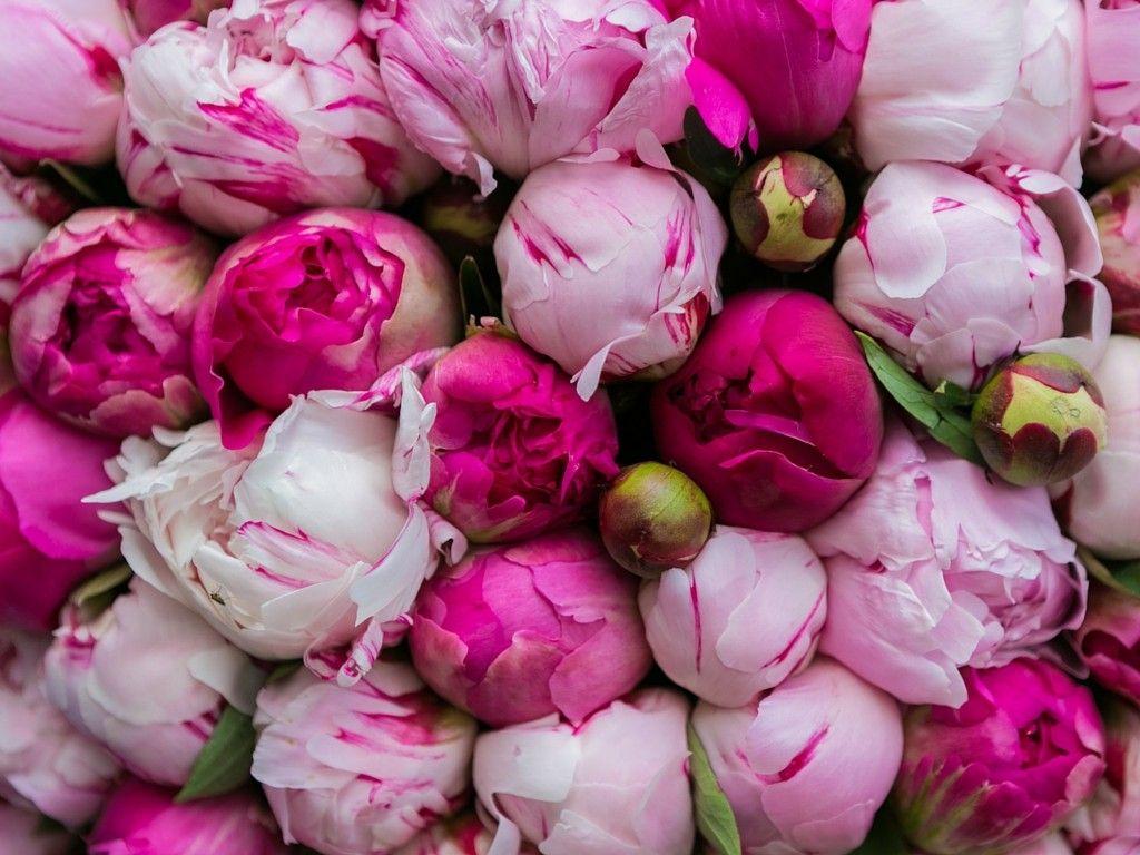 Peony Wallpapers Top Free Peony Backgrounds WallpaperAccess