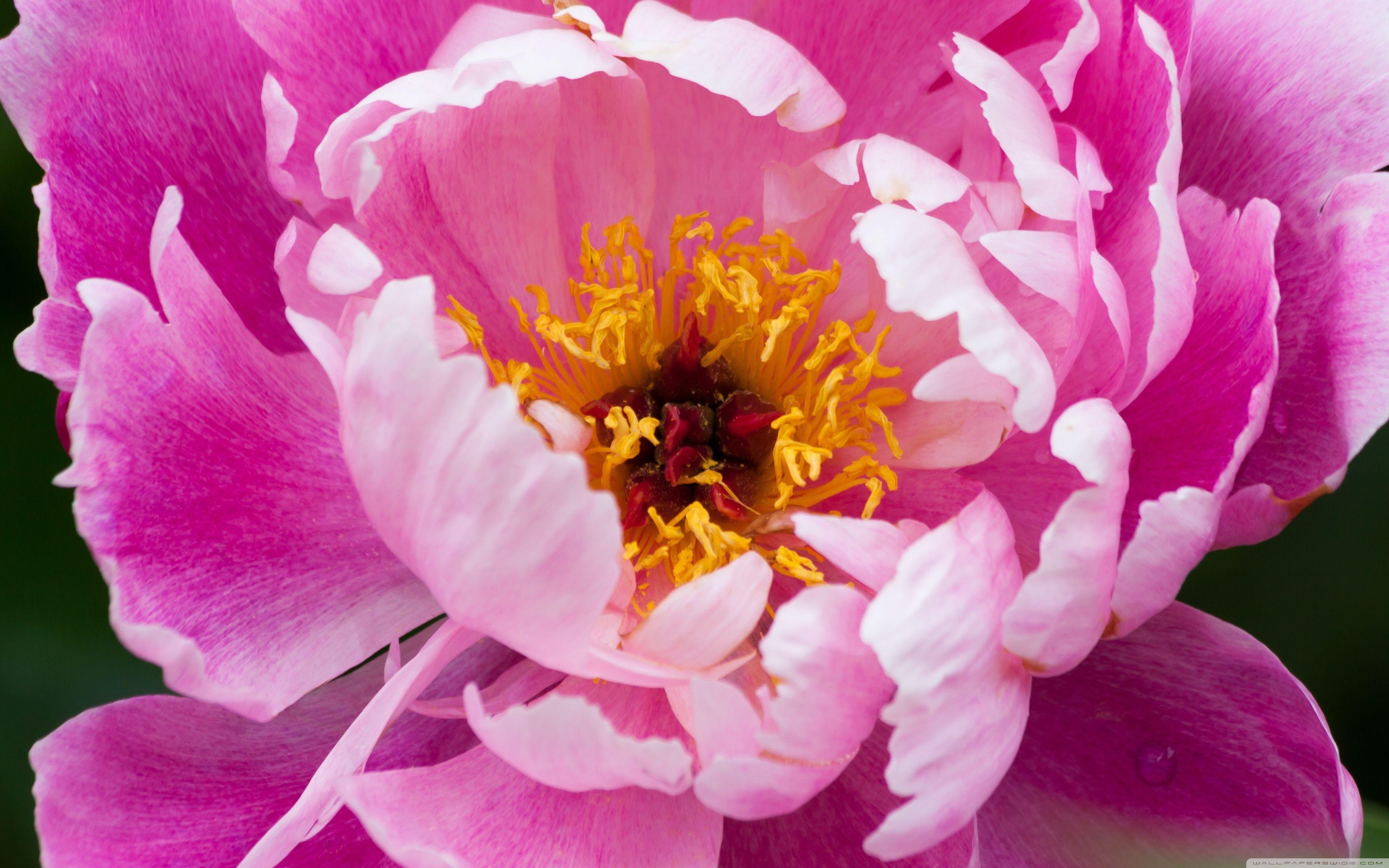 Peony Wallpapers Top Free Peony Backgrounds WallpaperAccess