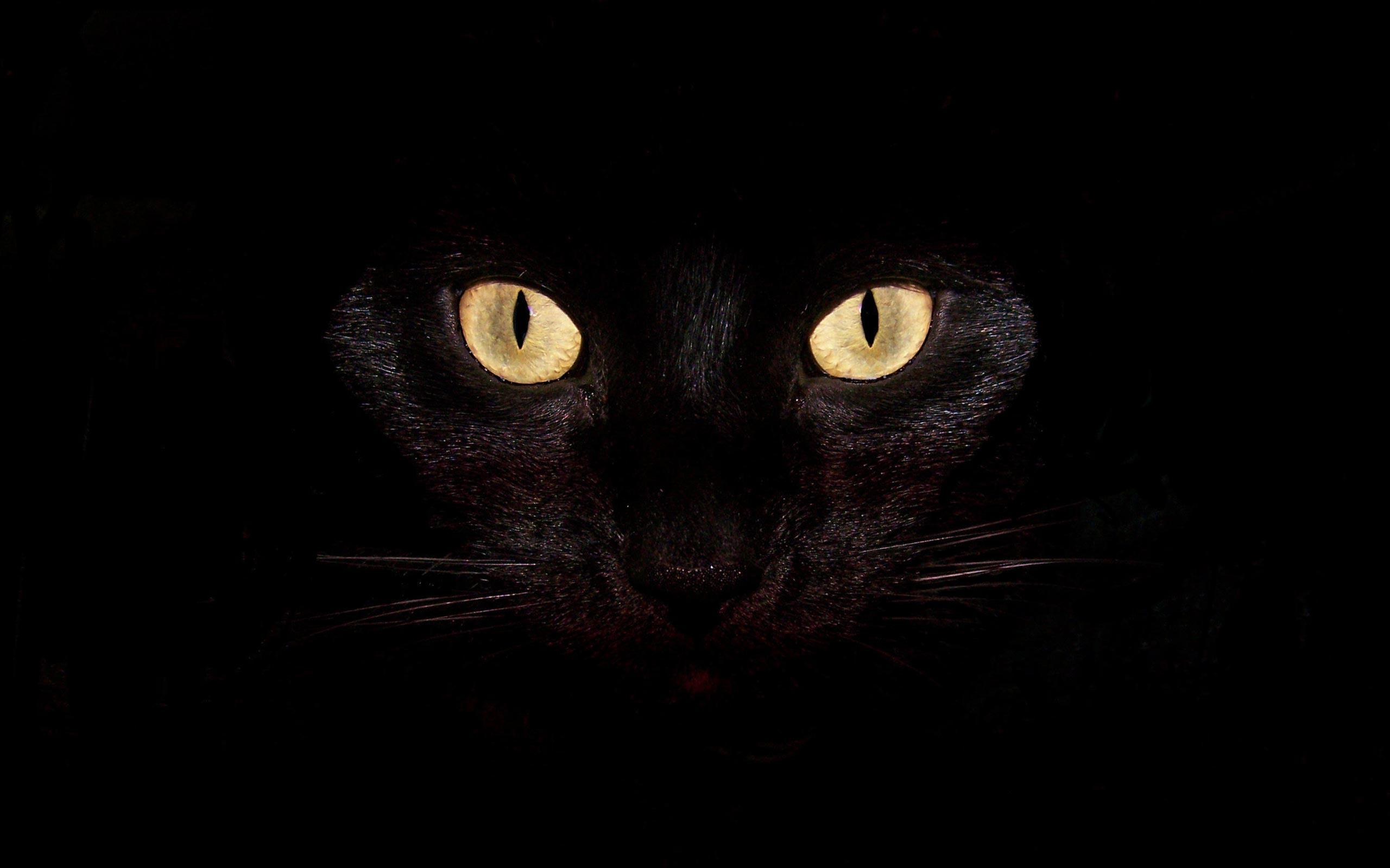 Black Cat Wallpapers Top Free Black Cat Backgrounds WallpaperAccess